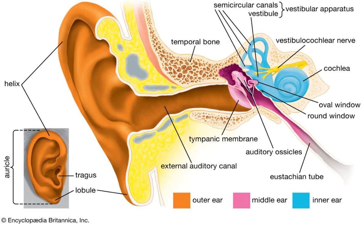 Why Does my Ear Feel Clogged? – St. Mary’s Health & Clearwater Valley ...